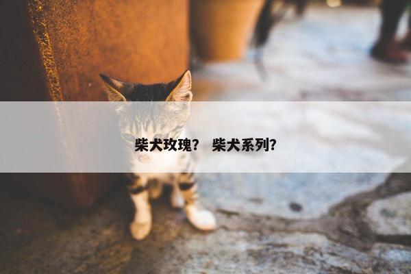 柴犬玫瑰? 柴犬系列?
