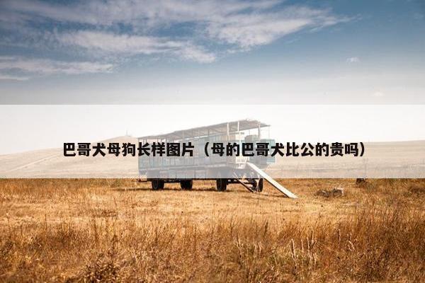 巴哥犬母狗长样图片(母的巴哥犬比公的贵吗)