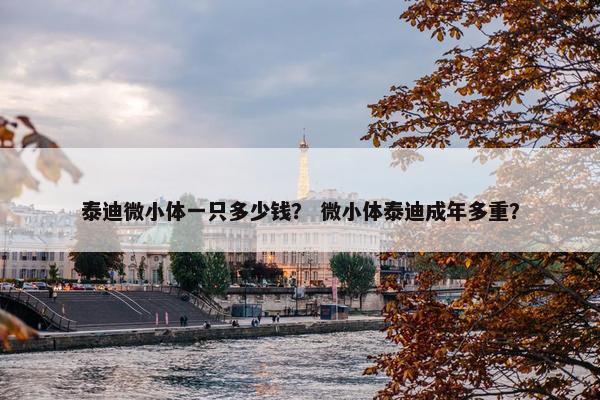 泰迪微小体一只多少钱? 微小体泰迪成年多重?