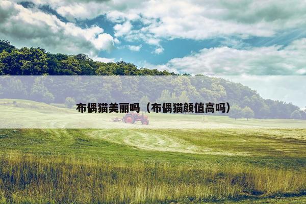布偶猫美丽吗(布偶猫颜值高吗)