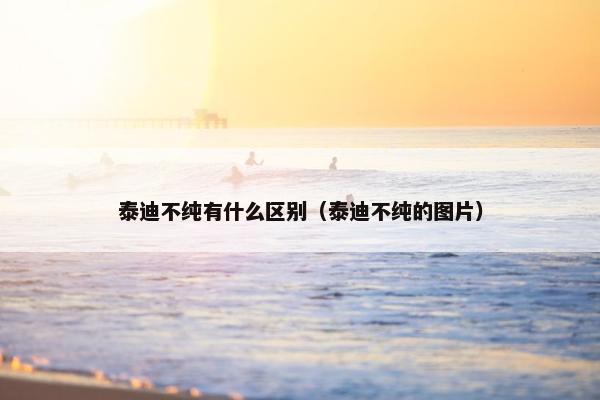 泰迪不纯有什么区别(泰迪不纯的图片)