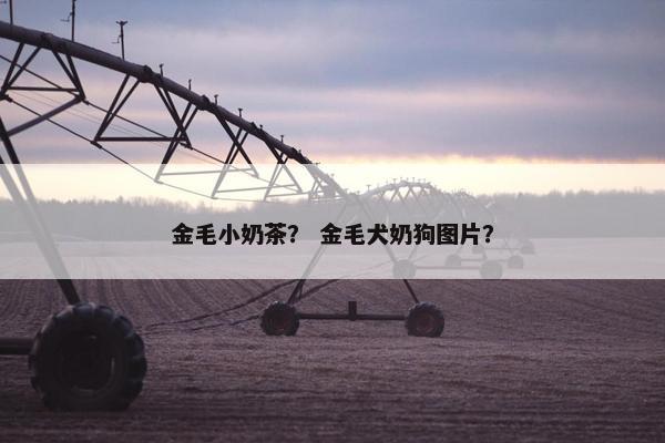 金毛小奶茶? 金毛犬奶狗图片?