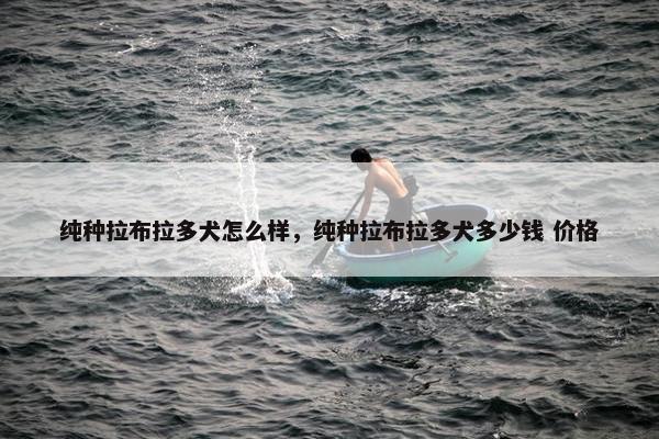 纯种拉布拉多犬怎么样,纯种拉布拉多犬多少钱 价格