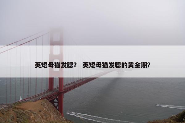 英短母猫发腮? 英短母猫发腮的黄金期?