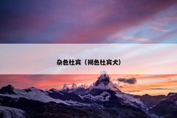 杂色杜宾(褐色杜宾犬)