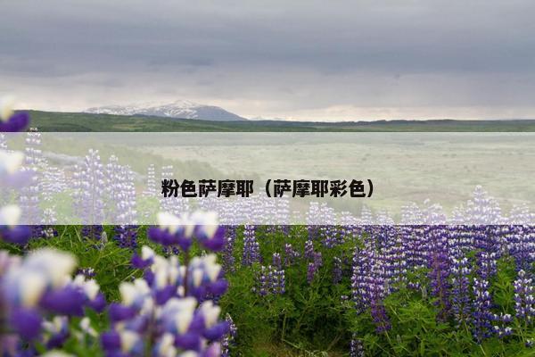 粉色萨摩耶(萨摩耶彩色)