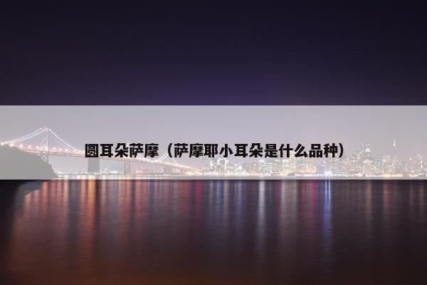 圆耳朵萨摩(萨摩耶小耳朵是什么品种)