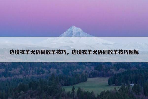边境牧羊犬协同放羊技巧,边境牧羊犬协同放羊技巧图解