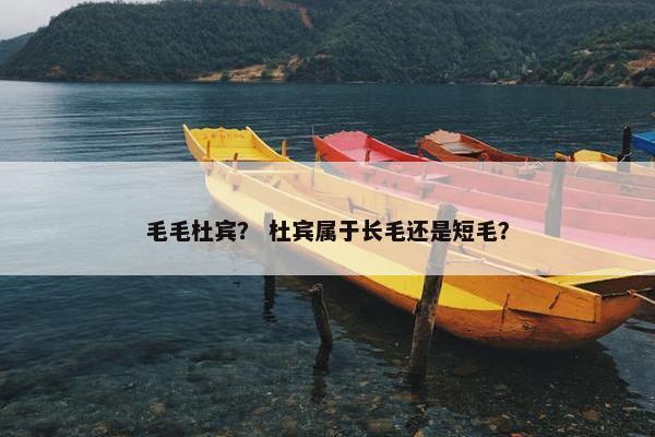 毛毛杜宾? 杜宾属于长毛还是短毛?