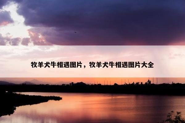 牧羊犬牛相遇图片,牧羊犬牛相遇图片大全