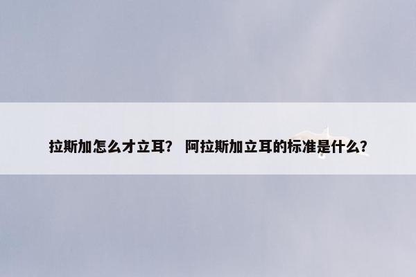 拉斯加怎么才立耳? 阿拉斯加立耳的标准是什么?