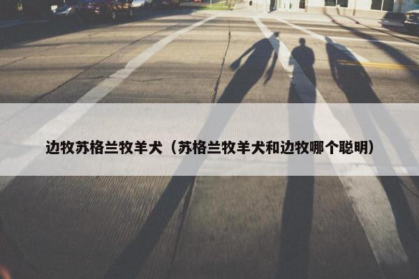 边牧苏格兰牧羊犬（苏格兰牧羊犬和边牧哪个聪明）