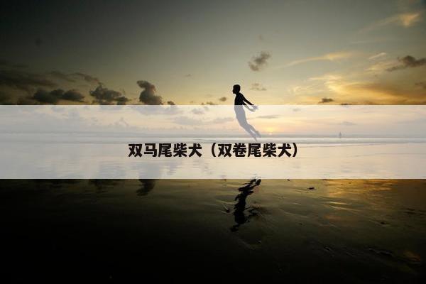 双马尾柴犬（双卷尾柴犬）