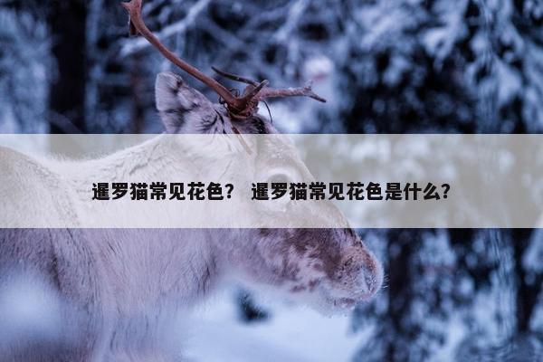 暹罗猫常见花色? 暹罗猫常见花色是什么?