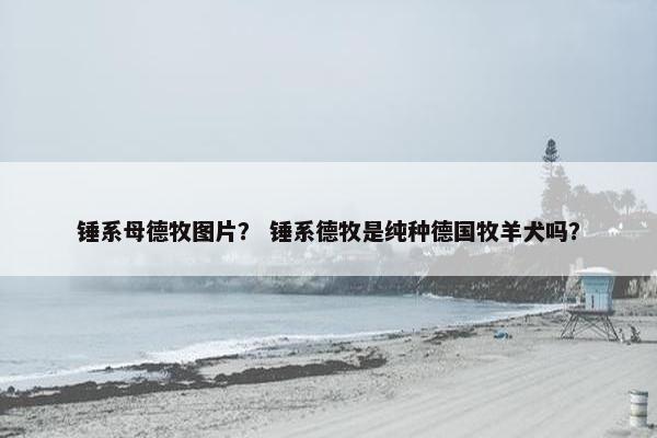 锤系母德牧图片? 锤系德牧是纯种德国牧羊犬吗?