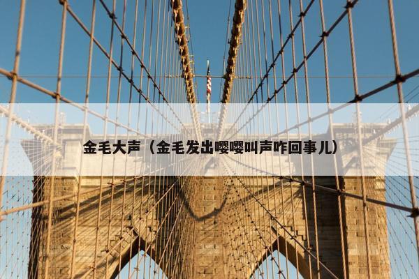 金毛大声(金毛发出嘤嘤叫声咋回事儿)