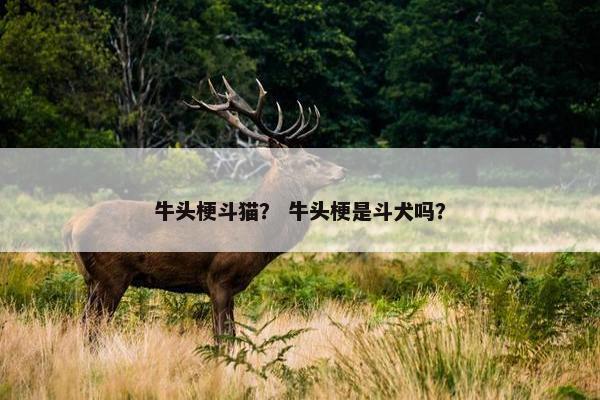 牛头梗斗猫? 牛头梗是斗犬吗?