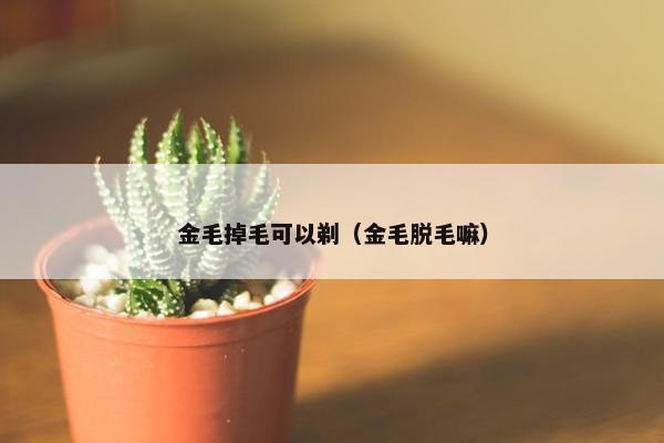 金毛掉毛可以剃(金毛脱毛嘛)