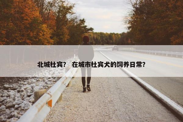 北城杜宾？ 在城市杜宾犬的饲养日常？