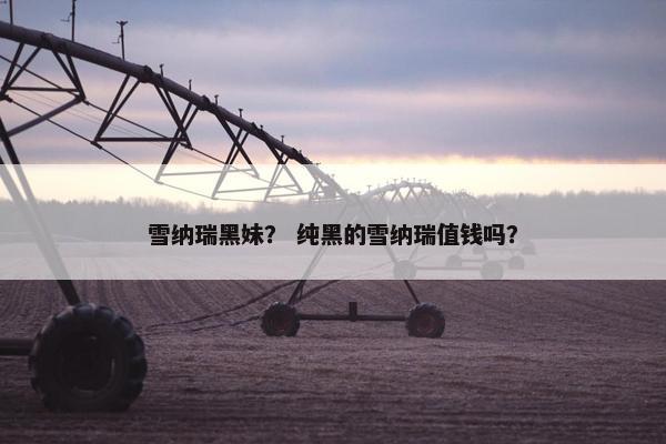 雪纳瑞黑妹？ 纯黑的雪纳瑞值钱吗？