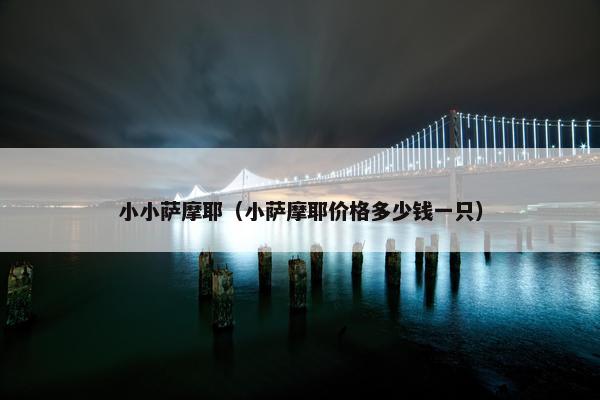 小小萨摩耶(小萨摩耶价格多少钱一只)