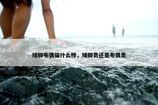 矮脚布偶猫什么样，矮脚贵还是布偶贵