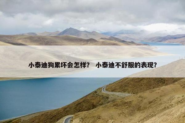 小泰迪狗累坏会怎样？ 小泰迪不舒服的表现？