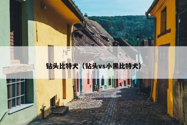 钻头比特犬（钻头vs小黑比特犬）