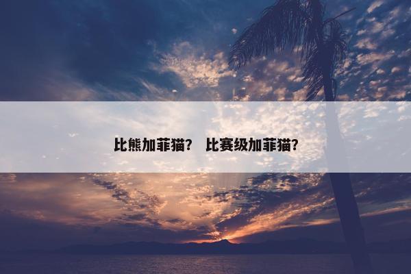 比熊加菲猫？ 比赛级加菲猫？