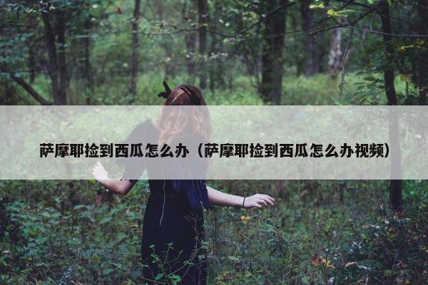 萨摩耶捡到西瓜怎么办(萨摩耶捡到西瓜怎么办视频)