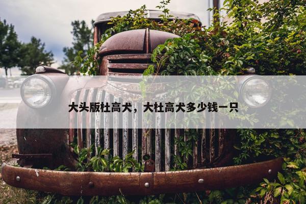 大头版杜高犬，大杜高犬多少钱一只