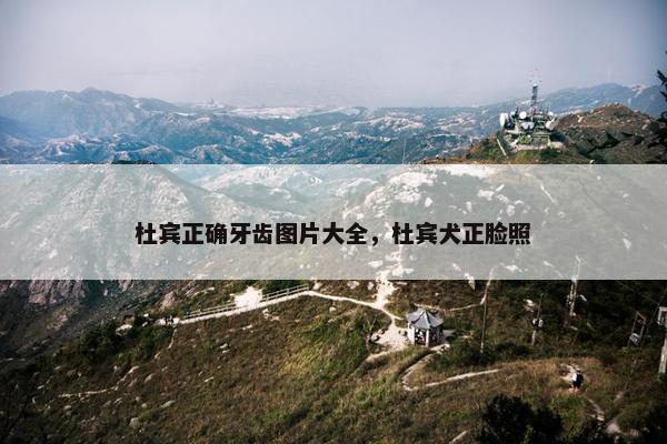 杜宾正确牙齿图片大全，杜宾犬正脸照