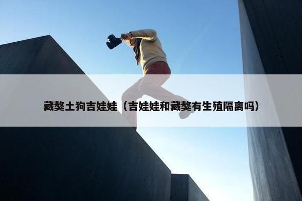 藏獒土狗吉娃娃(吉娃娃和藏獒有生殖隔离吗)