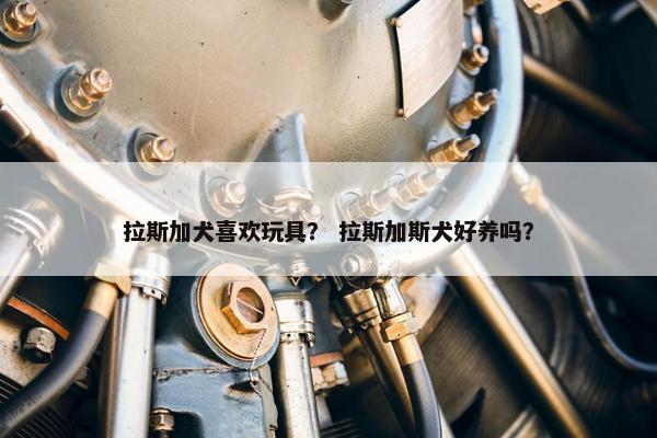 拉斯加犬喜欢玩具？ 拉斯加斯犬好养吗？