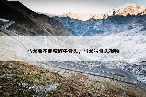 马犬能不能咬碎牛骨头,马犬啃骨头视频