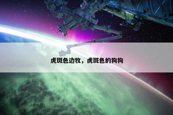 虎斑色边牧,虎斑色的狗狗
