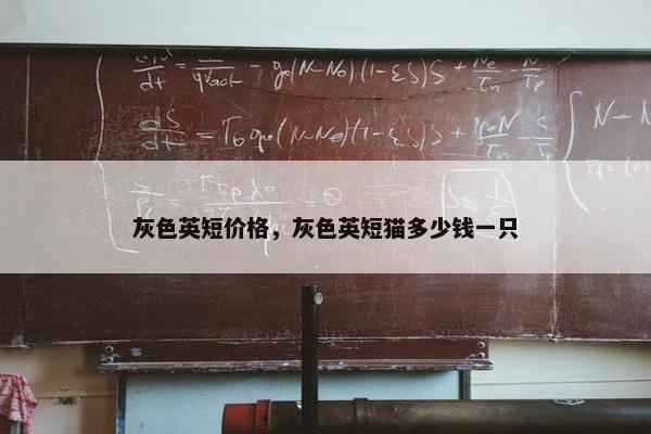 灰色英短价格,灰色英短猫多少钱一只
