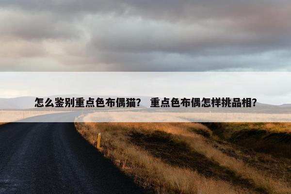 怎么鉴别重点色布偶猫? 重点色布偶怎样挑品相?