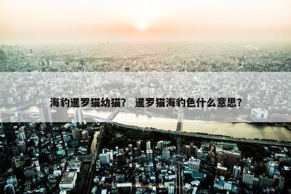 海豹暹罗猫幼猫? 暹罗猫海豹色什么意思?