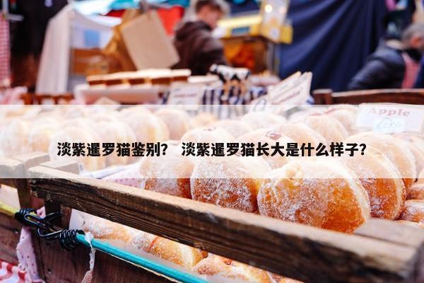 淡紫暹罗猫鉴别? 淡紫暹罗猫长大是什么样子?