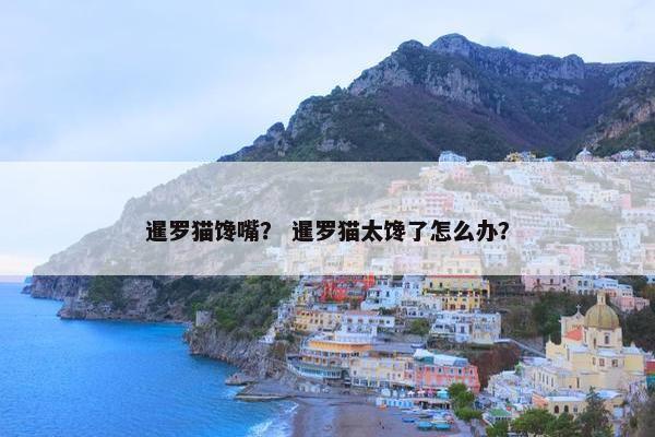 暹罗猫馋嘴？ 暹罗猫太馋了怎么办？