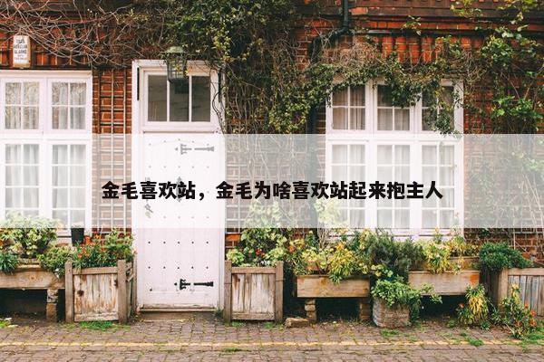 金毛喜欢站，金毛为啥喜欢站起来抱主人