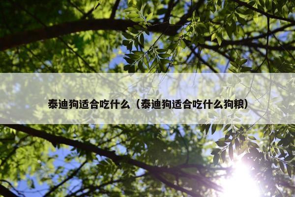 泰迪狗适合吃什么（泰迪狗适合吃什么狗粮）