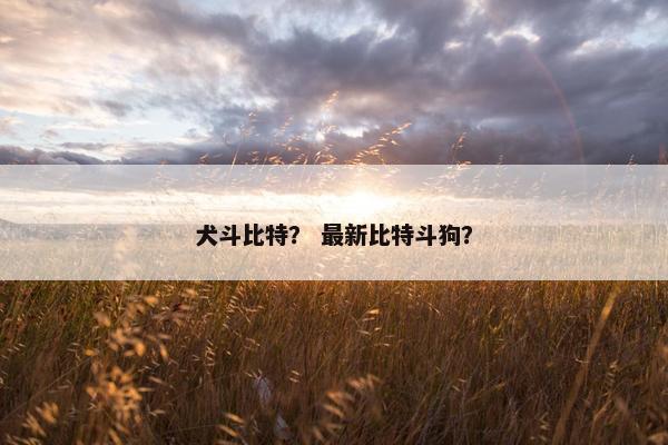 犬斗比特？ 最新比特斗狗？