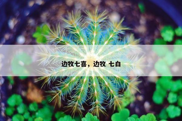 边牧七喜，边牧 七白