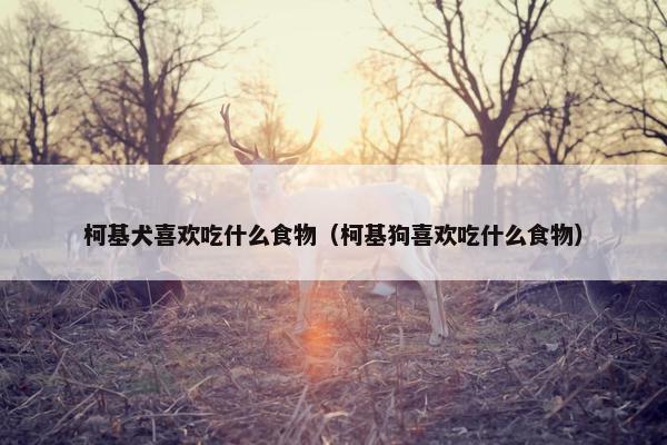 柯基犬喜欢吃什么食物（柯基狗喜欢吃什么食物）