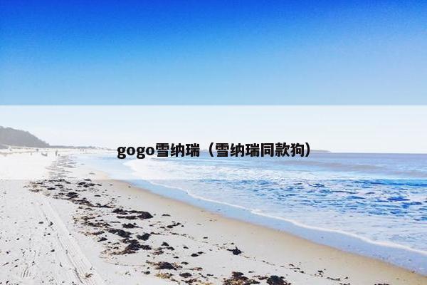 gogo雪纳瑞（雪纳瑞同款狗）