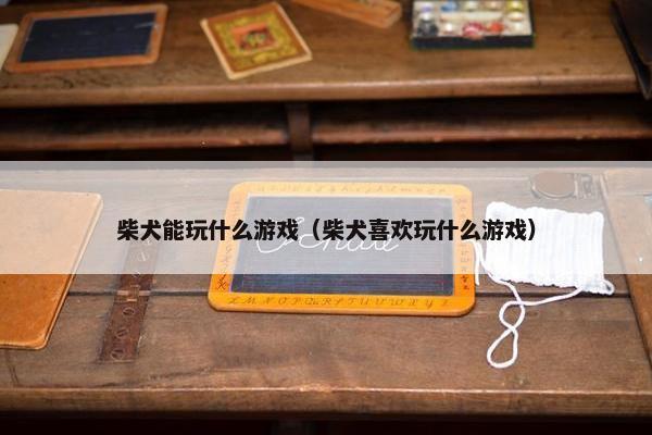 柴犬能玩什么游戏（柴犬喜欢玩什么游戏）
