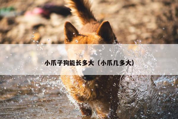 小爪子狗能长多大（小爪几多大）