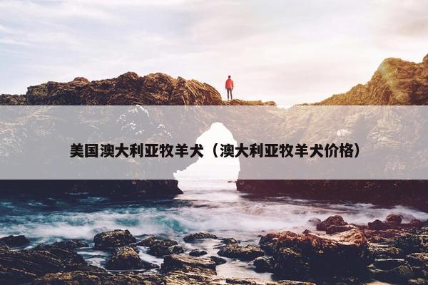 美国澳大利亚牧羊犬（澳大利亚牧羊犬价格）